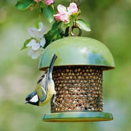 Photo d'illustration — Nourrir les oiseaux en hiver : tournesol oui, pain non