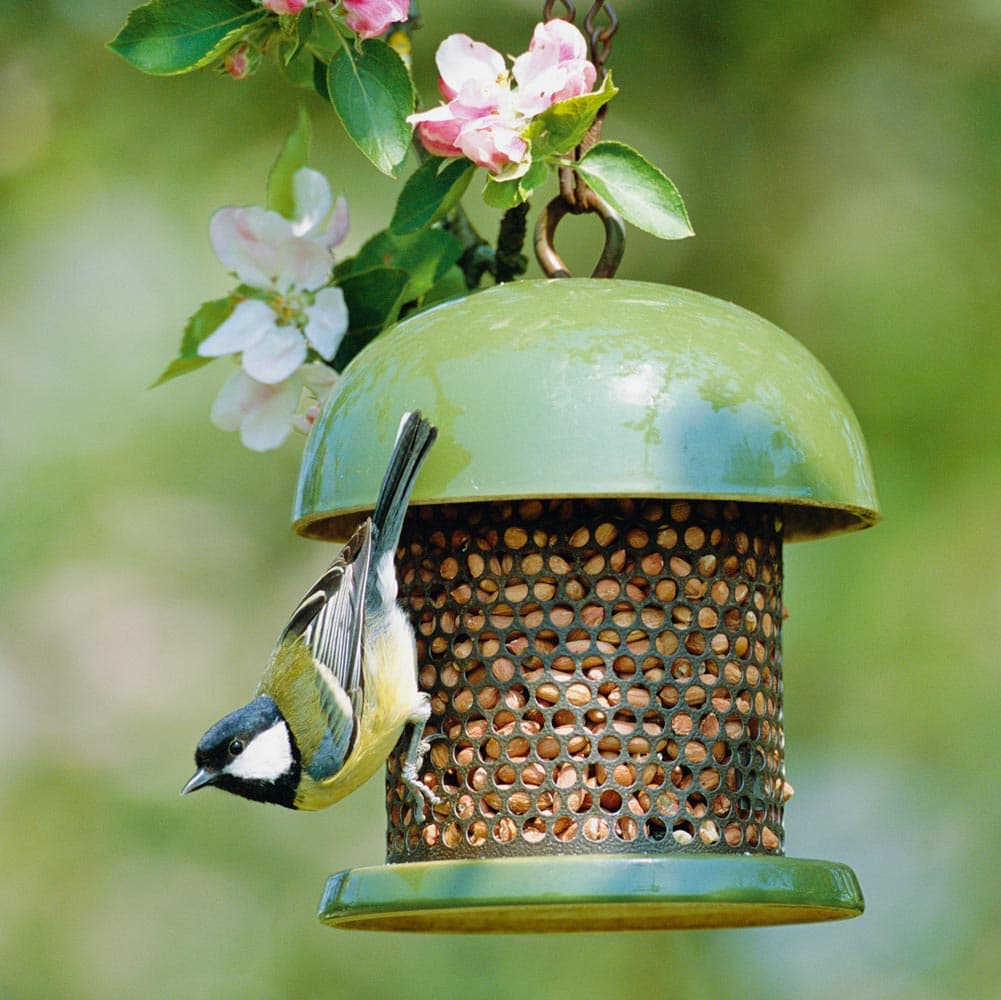 Photo d'illustration — Nourrir les oiseaux en hiver : tournesol oui, pain non